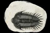 Spiny Delocare (Saharops) Trilobite - Bou Lachrhal, Morocco #161338-2